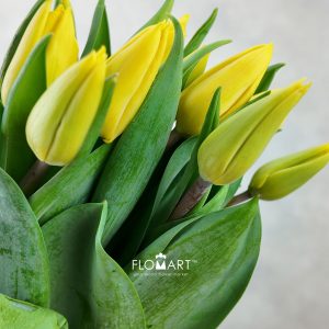 Tulip single Yellow Flight