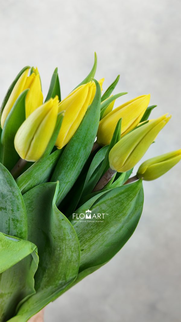 Tulip single Yellow Flight