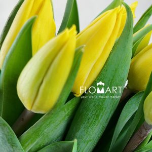 Tulip single Yellow Flight - Image 2