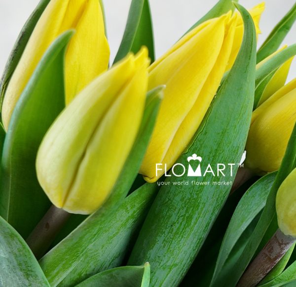 Tulip single Yellow Flight