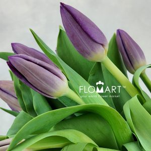 Tulip single Zuzuki - Image 2