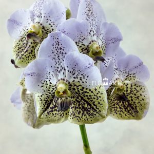 Vanda Divana Seashell Honey