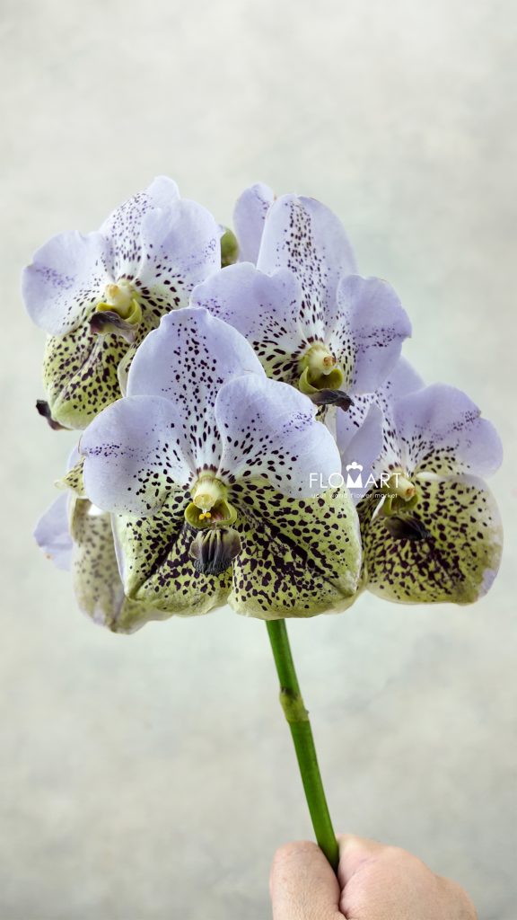 Vanda Divana Seashell Honey