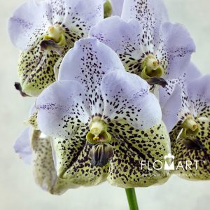 Vanda Divana Seashell Honey - Image 2