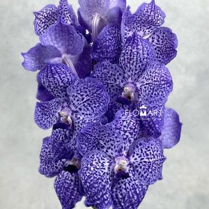 Vanda Kanchana Indigo