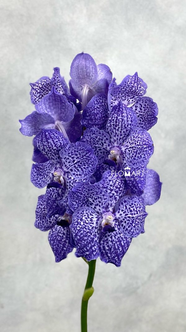 Vanda Kanchana Indigo