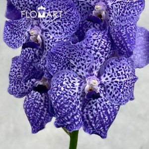 Vanda Kanchana Indigo - Image 2