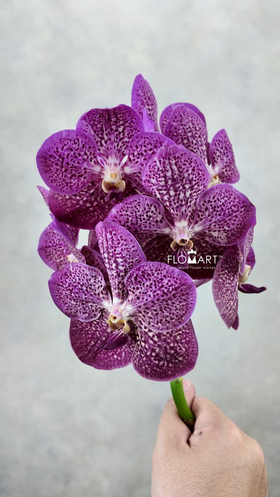 Vanda Nitaya Tropical Punch