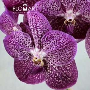 Vanda Nitaya Tropical Punch - Image 2