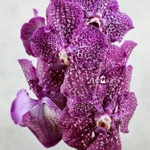 Vanda Purple Red