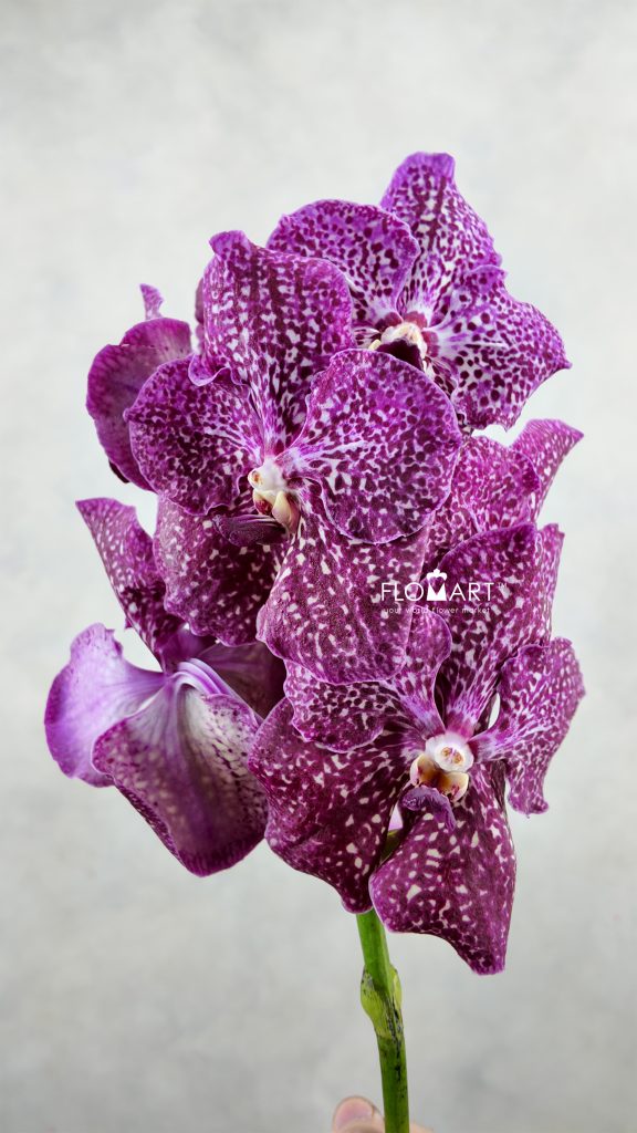 Vanda Purple Red