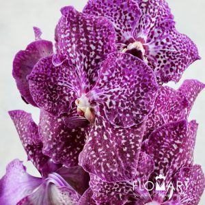 Vanda Purple Red - Image 2