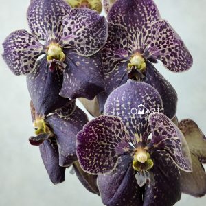 Vanda Sunanda Chocolate Brown