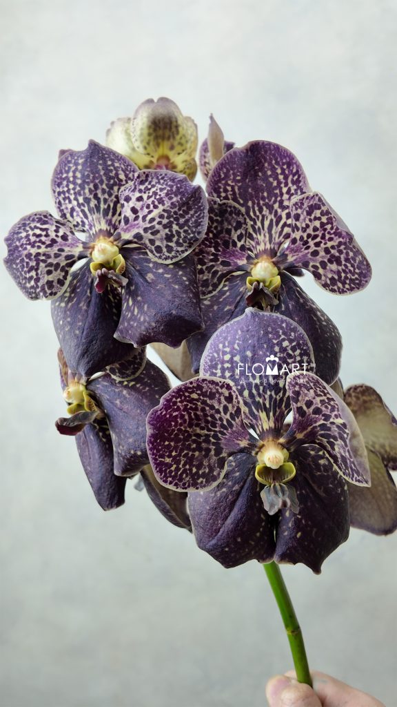 Vanda Sunanda Chocolate Brown