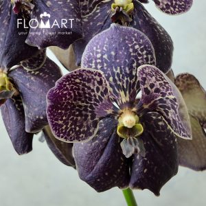 Vanda Sunanda Chocolate Brown - Image 2