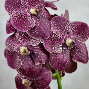 Vanda Sunanda Chocolate Red