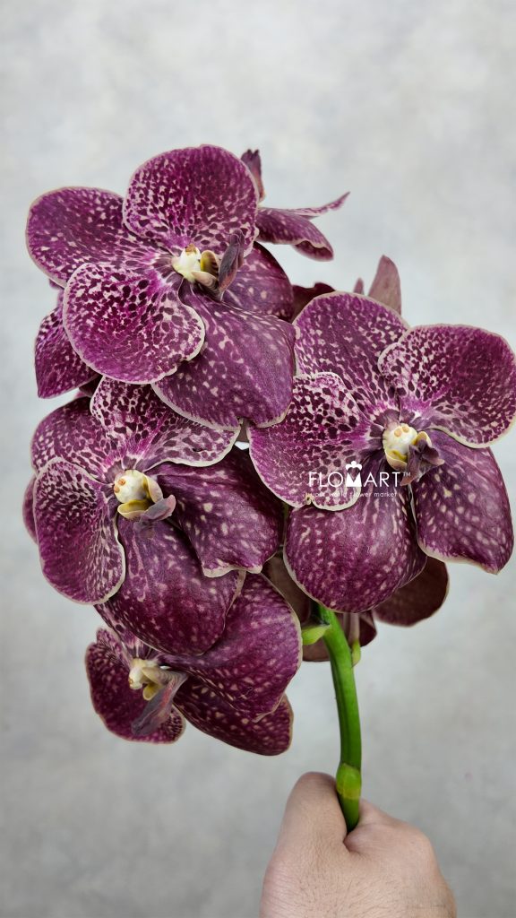 Vanda Sunanda Chocolate Red