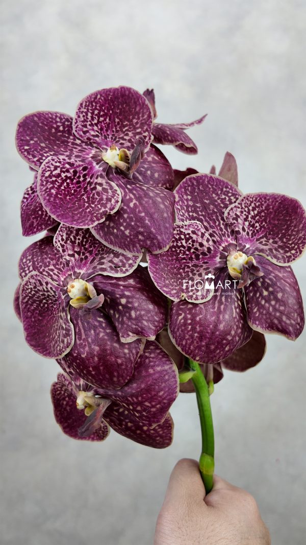 Vanda Sunanda Chocolate Red