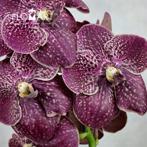 Vanda Sunanda Chocolate Red - Image 2