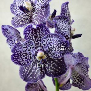Vanda Sunanda Jeff Leatham