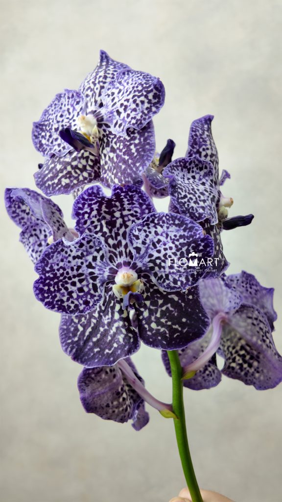 Vanda Sunanda Jeff Leatham