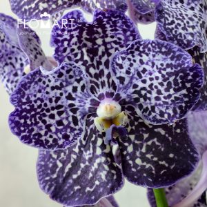 Vanda Sunanda Jeff Leatham - Image 2
