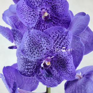 Vanda Sunanda Lavender Sprinkle