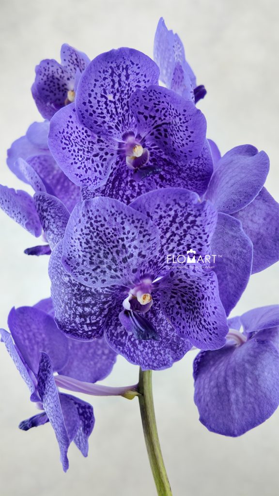 Vanda Sunanda Lavender Sprinkle