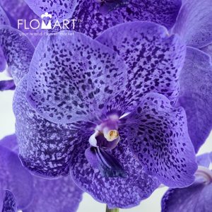 Vanda Sunanda Lavender Sprinkle - Image 2