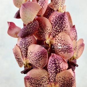 Vanda Sunanda Leopard Coral