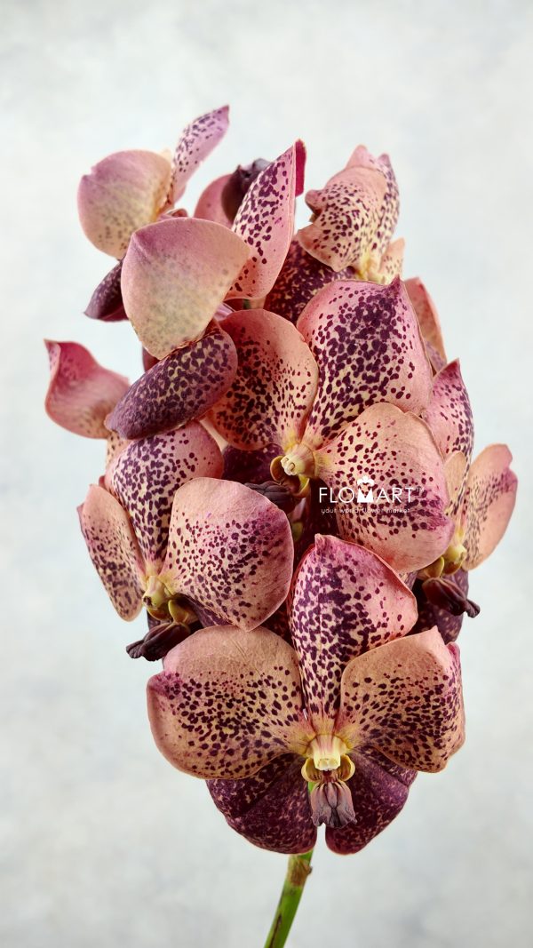Vanda Sunanda Leopard Coral