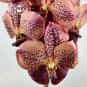 Vanda Sunanda Leopard Coral - Image 2