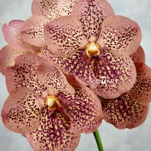 Vanda Sunanda Leopard Tangerine