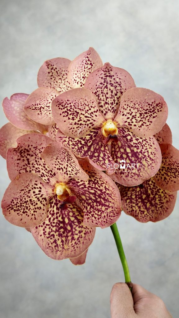Vanda Sunanda Leopard Tangerine