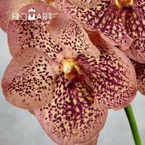 Vanda Sunanda Leopard Tangerine - Image 2