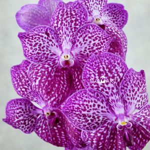 Vanda Sunanda Lipstick