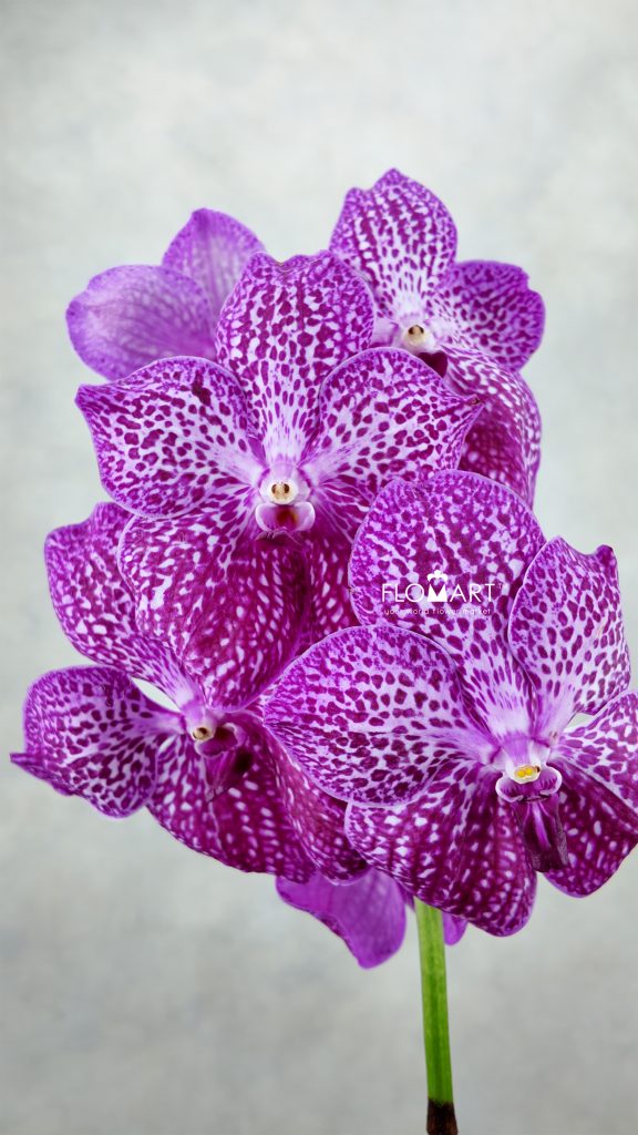 Vanda Sunanda Lipstick