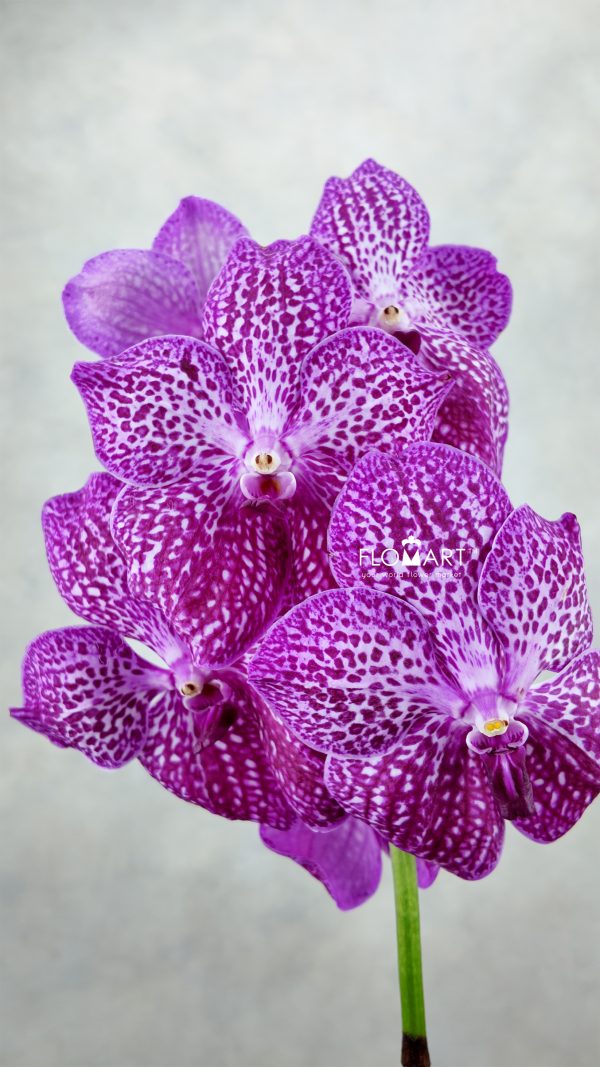 Vanda Sunanda Lipstick