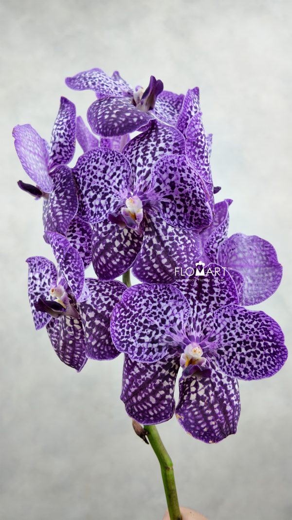 Vanda Sunanda Royal Purple