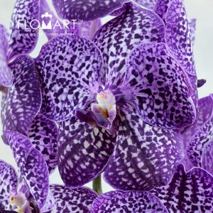 Vanda Sunanda Royal Purple - Image 2