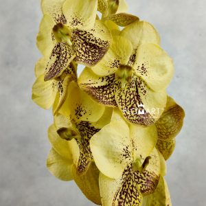 Vanda Sunanda Yellow Henna