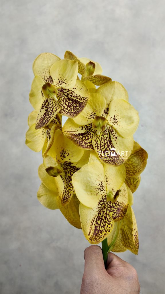 Vanda Sunanda Yellow Henna