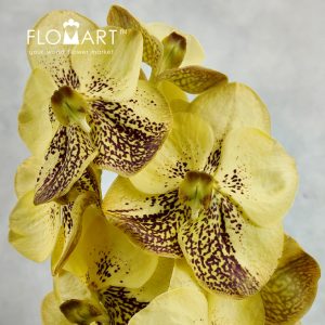 Vanda Sunanda Yellow Henna - Image 2