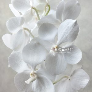 Vanda Tayanee Diamond White