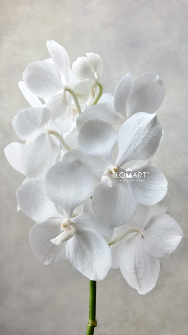 Vanda Tayanee Diamond White