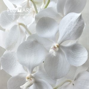 Vanda Tayanee Diamond White - Image 2