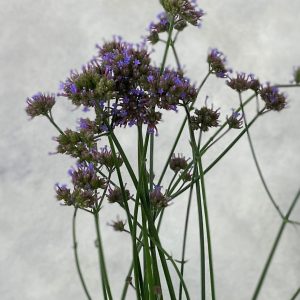 Verbena Aztec Violet