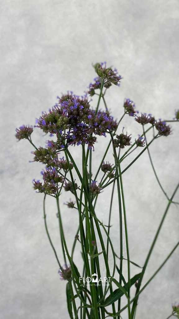 Verbena Aztec Violet