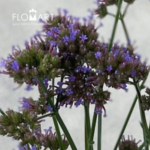 Verbena Aztec Violet - Image 2