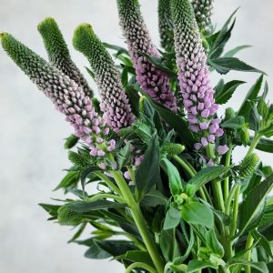 Veronica Pink